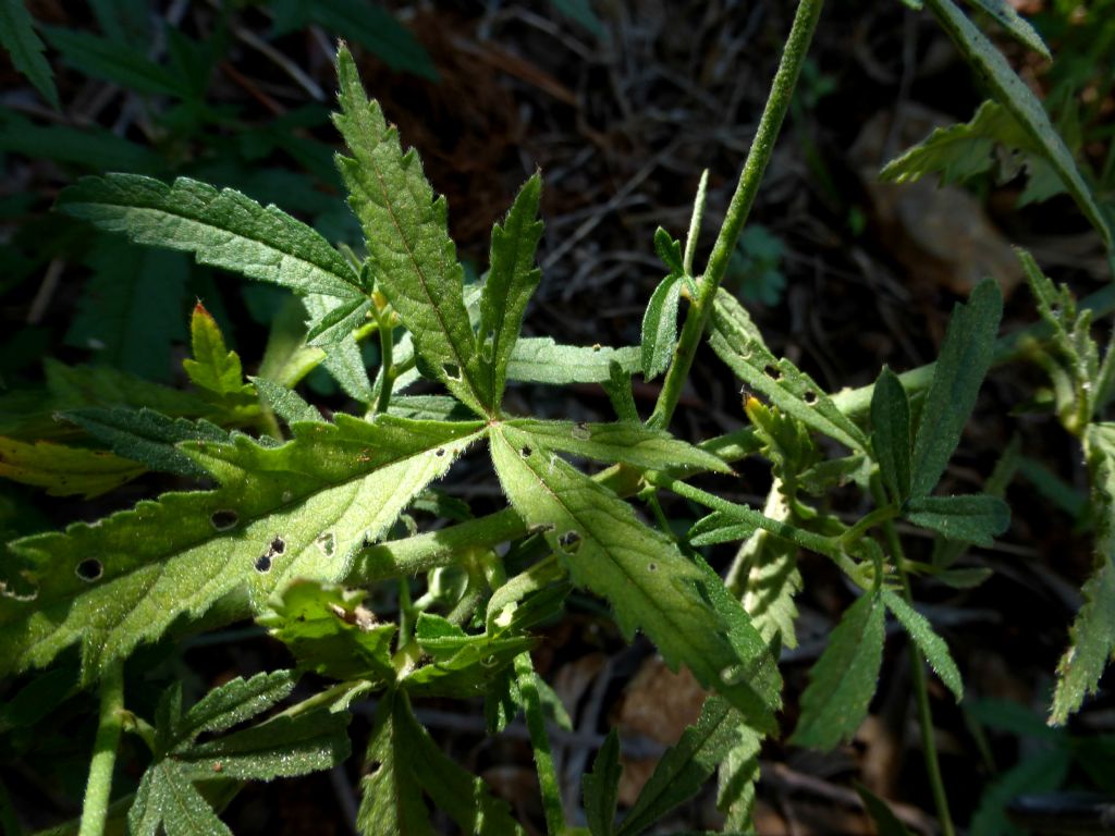 Althaea cannabina